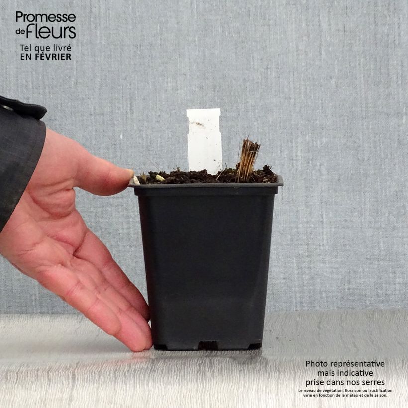 Vernonia crinita var. alba Maceta de 8/9 cm Ejemplar entregado en invierno