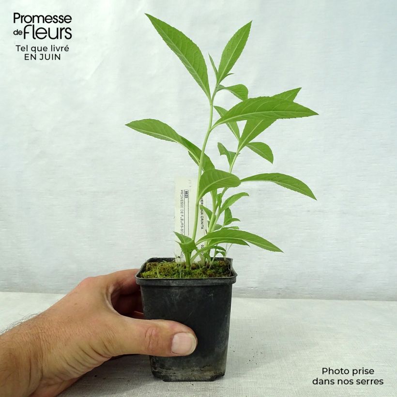 Ejemplar de Vernonia crinita Vernonia crinita Maceta de 8/9 cm entregado en verano