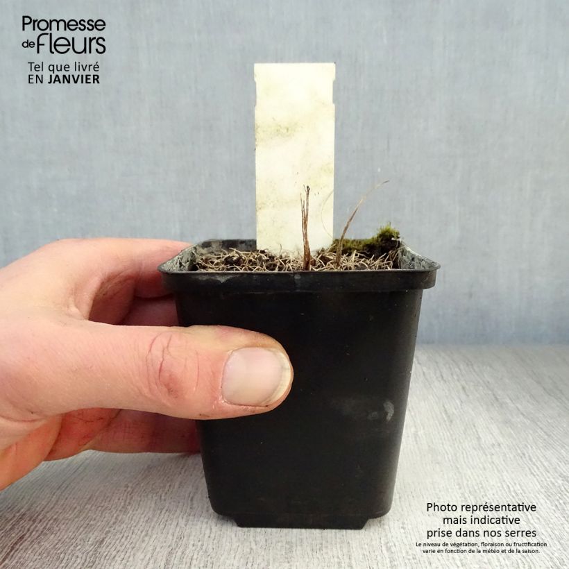 Vernonia crinita Vernonia crinita Maceta de 8/9 cm Ejemplar entregado en invierno