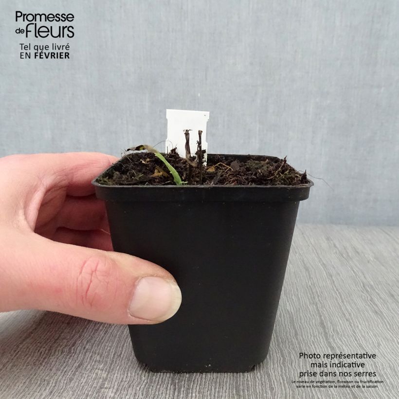 Vernonia crinita Mammuth Maceta de 8/9 cm Ejemplar entregado en invierno