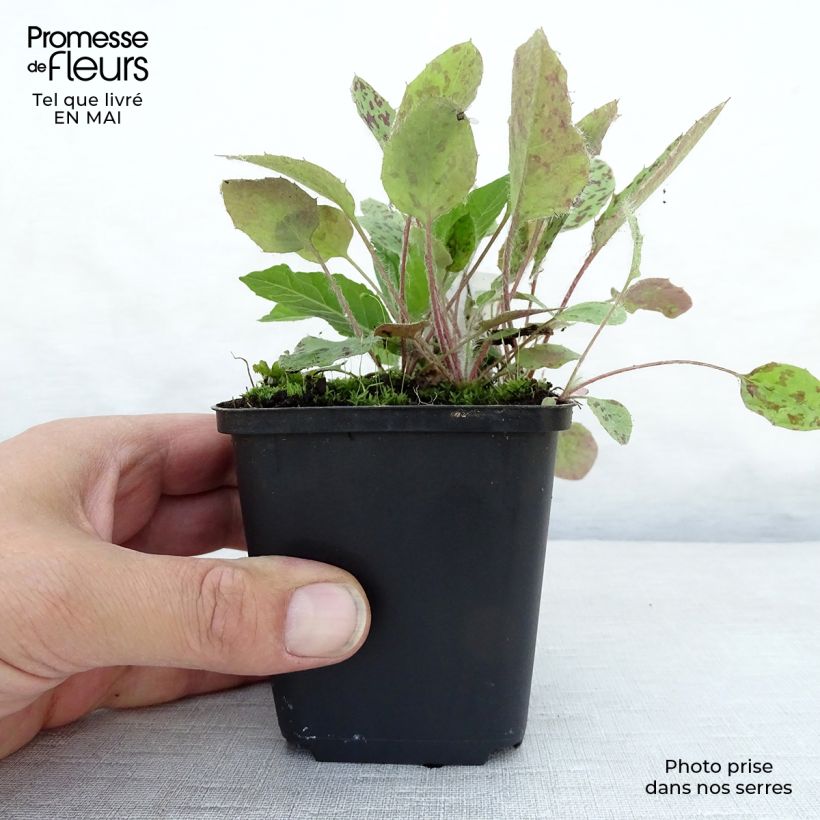 Vernonia noveboracensis Maceta de 8/9 cm Ejemplar entregado en la primavera