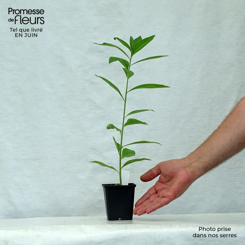 Ejemplar de Vernonia noveboracensis White Lightning Maceta de 8/9 cm entregado en verano