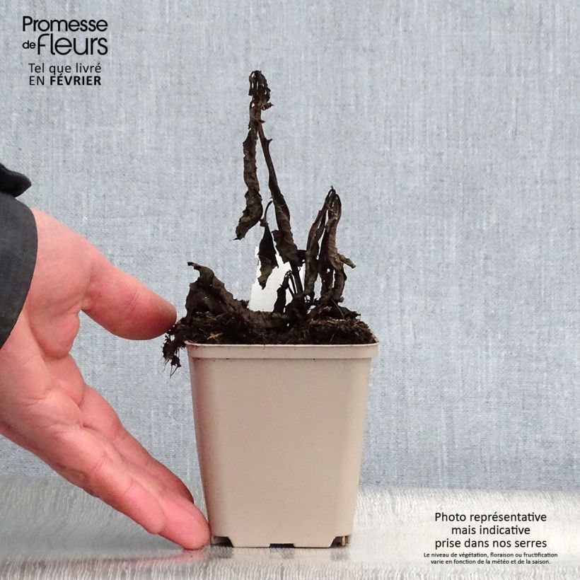 Vernonia noveboracensis White Lightning Maceta de 8/9 cm Ejemplar entregado en invierno