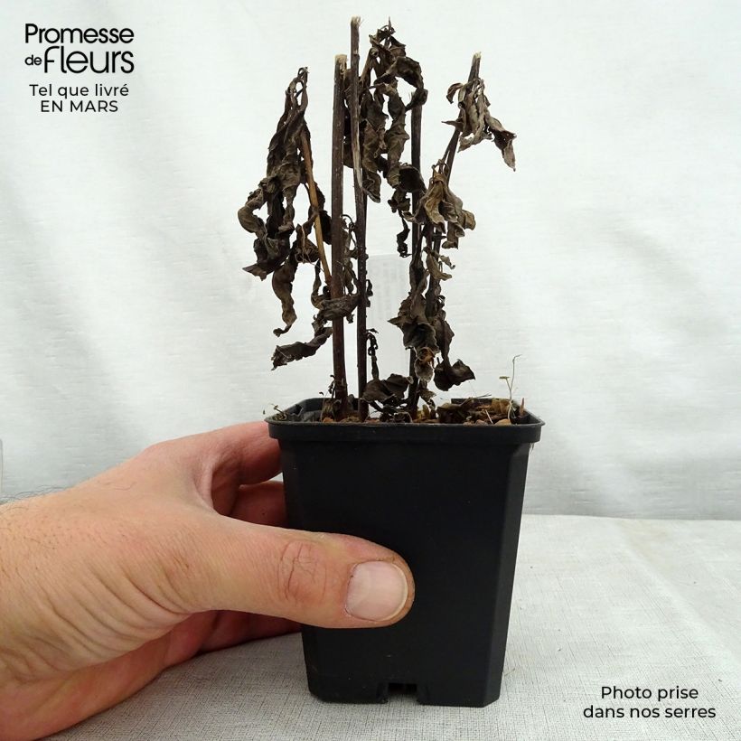 Vernonia noveboracensis White Lightning Maceta de 8/9 cm Ejemplar entregado en la primavera