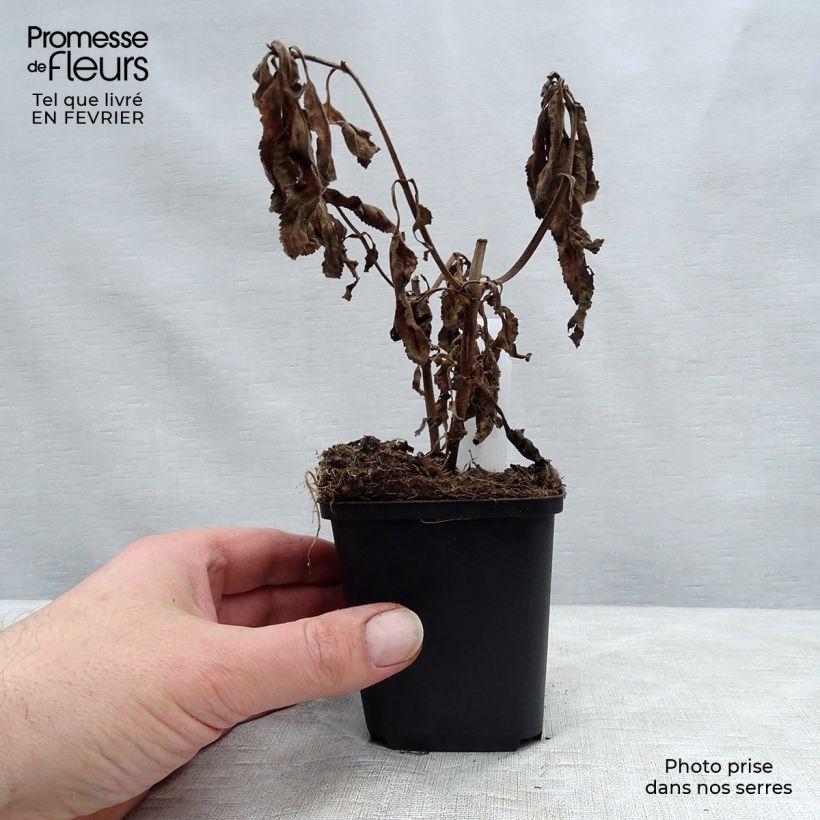 Veronica First Match Maceta de 8/9 cm Ejemplar entregado en invierno