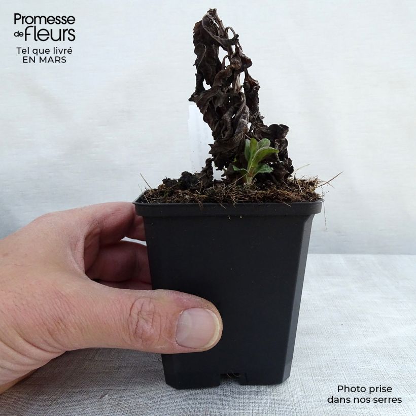 Veronica Sunny Border Blue Maceta de 8/9 cm Ejemplar entregado en la primavera