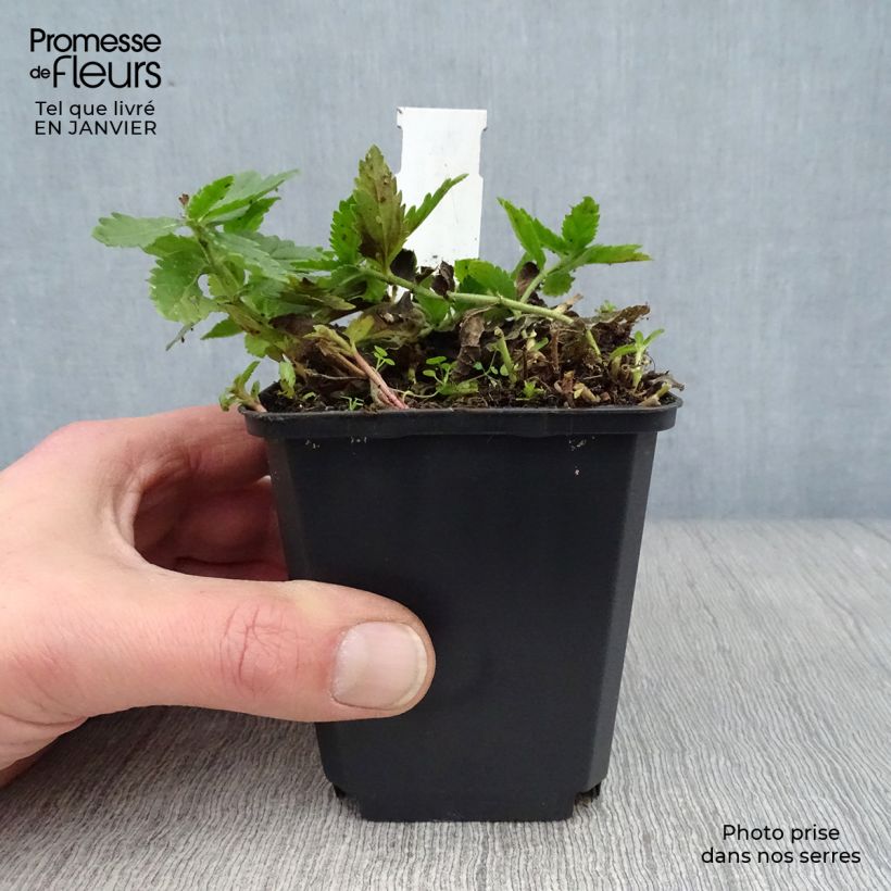 Veronica austriaca Knallblau Maceta de 8/9 cm Ejemplar entregado en invierno