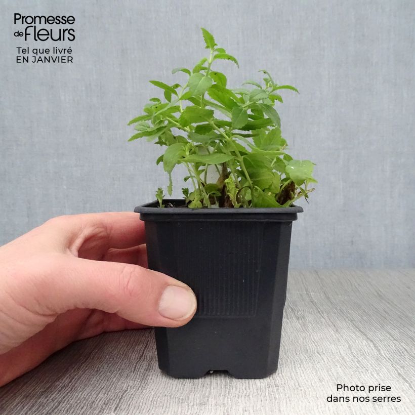 Veronica austriaca Royal Blue Maceta de 8/9 cm Ejemplar entregado en invierno