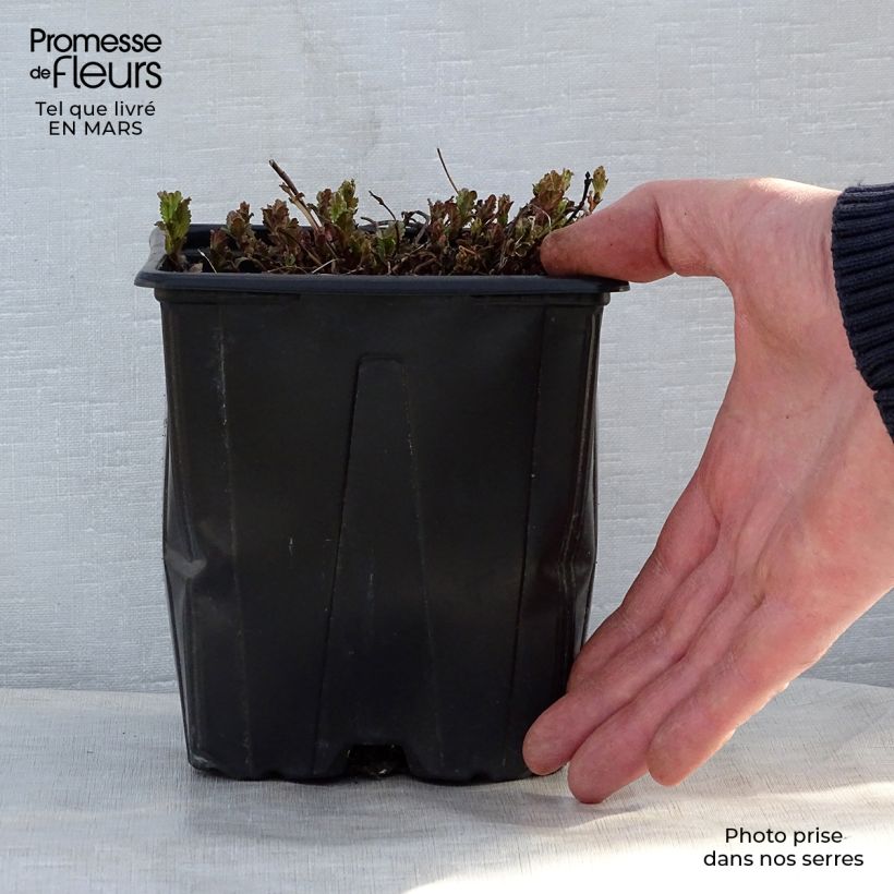 Veronica austriaca Royal Blue Maceta 2L/3L Ejemplar entregado en la primavera