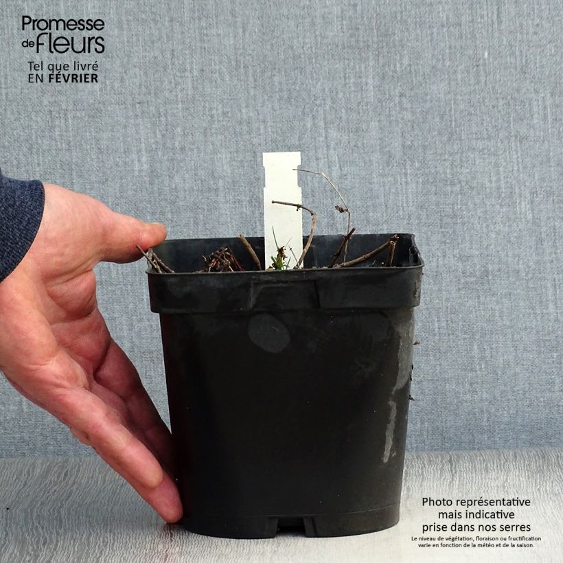 Veronica austriaca Royal Blue Maceta 2L/3L Ejemplar entregado en invierno