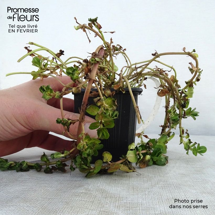 Veronica beccabunga - Verónica de agua Maceta de 8/9 cm Ejemplar entregado en invierno