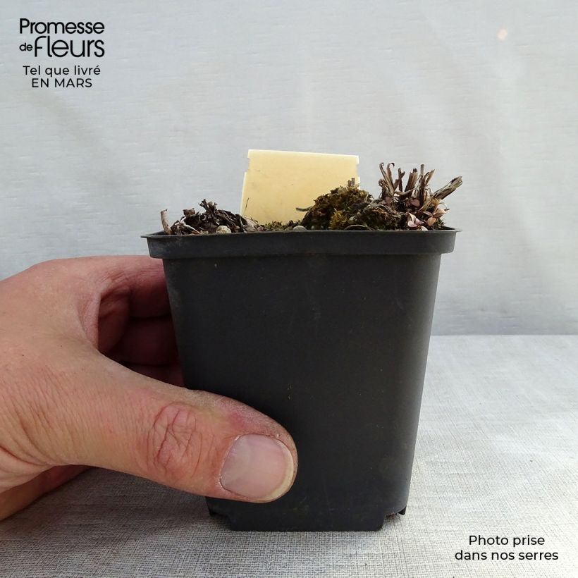 Veronica gentianoides Barbara Sherwood Maceta de 8/9 cm Ejemplar entregado en la primavera