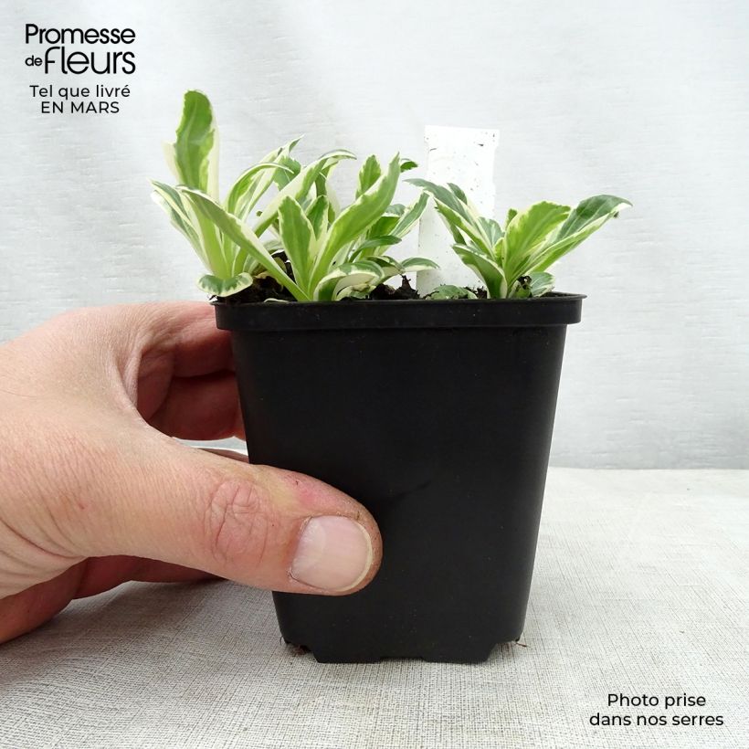 Veronica gentianoides Variegata Maceta de 8/9 cm Ejemplar entregado en la primavera