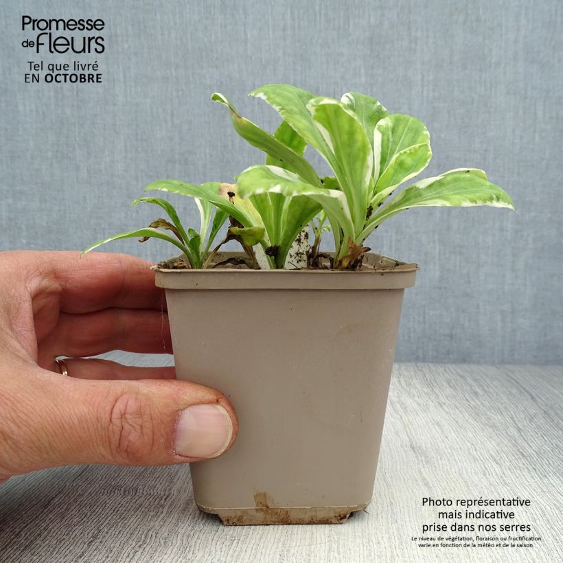 Ejemplar de Veronica gentianoides Variegata Maceta de 8/9 cm entregado en otoño