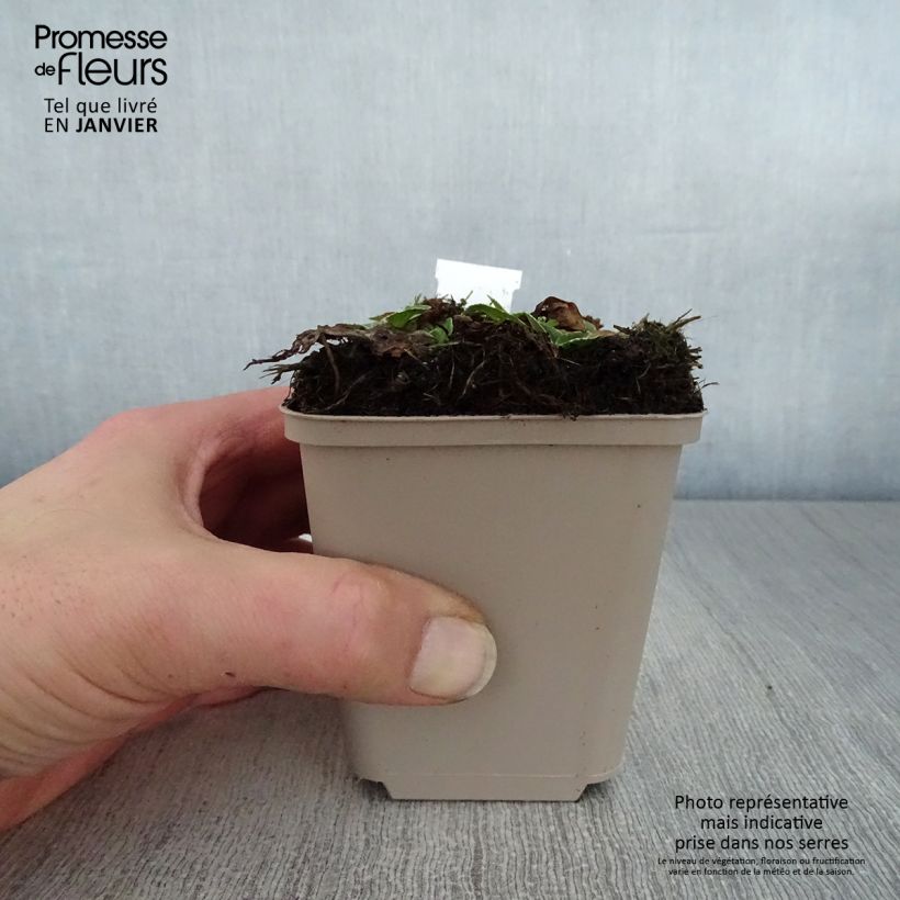 Veronica gentianoides Variegata Maceta de 8/9 cm Ejemplar entregado en invierno