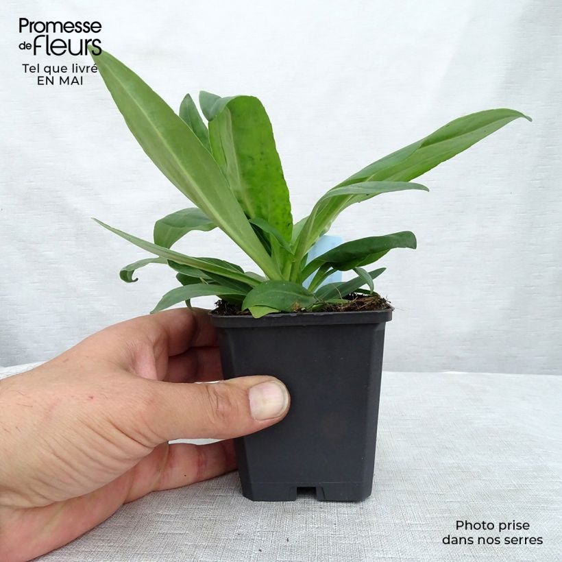 Veronica gentianoides - Verónica de hojas de genciana Maceta de 8/9 cm Ejemplar entregado en la primavera