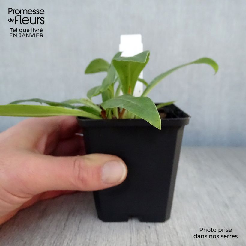 Veronica gentianoides - Verónica de hojas de genciana Maceta de 8/9 cm Ejemplar entregado en invierno