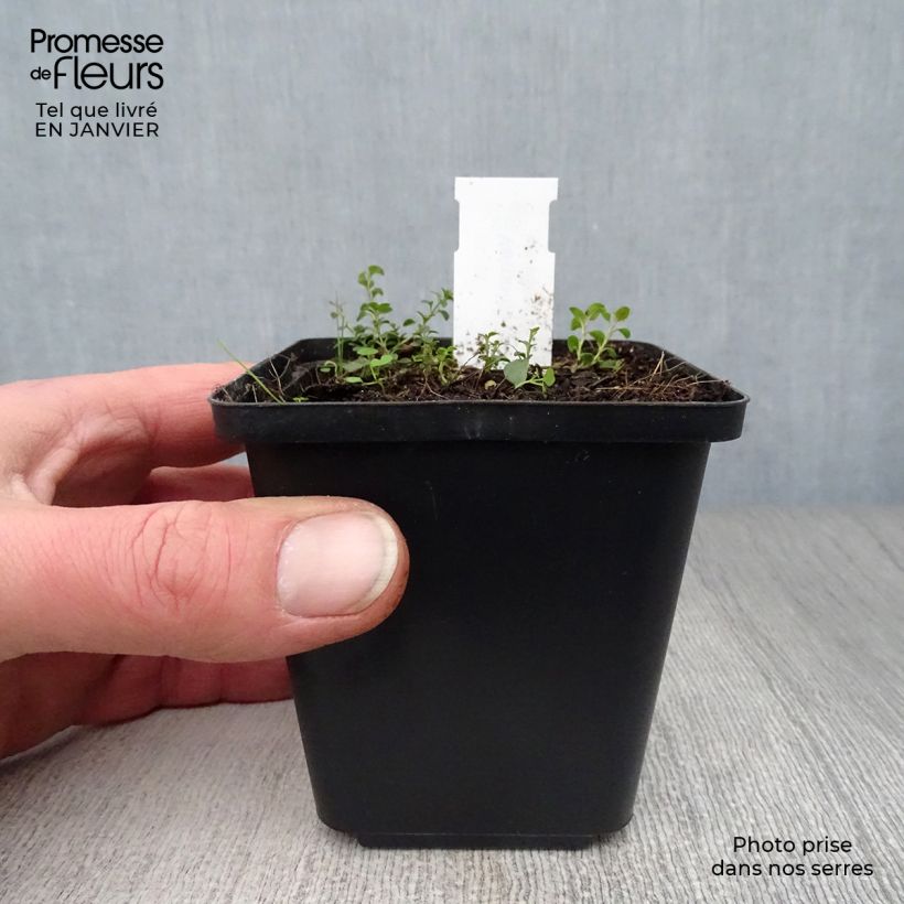 Veronica liwanensis Maceta de 8/9 cm Ejemplar entregado en invierno