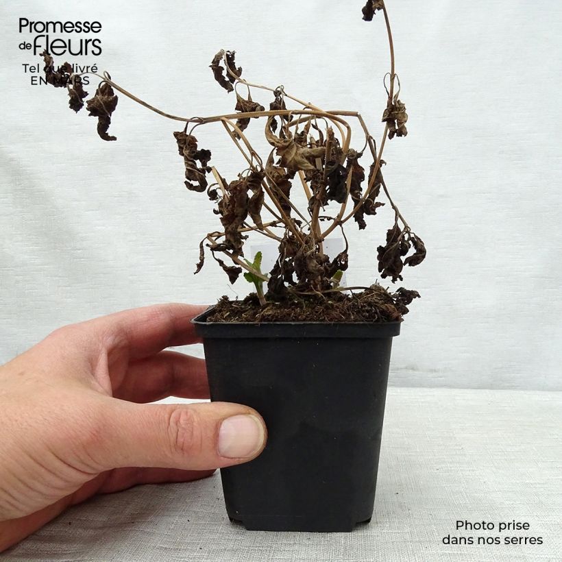 Veronica longifolia Blauriesin Maceta de 8/9 cm Ejemplar entregado en la primavera