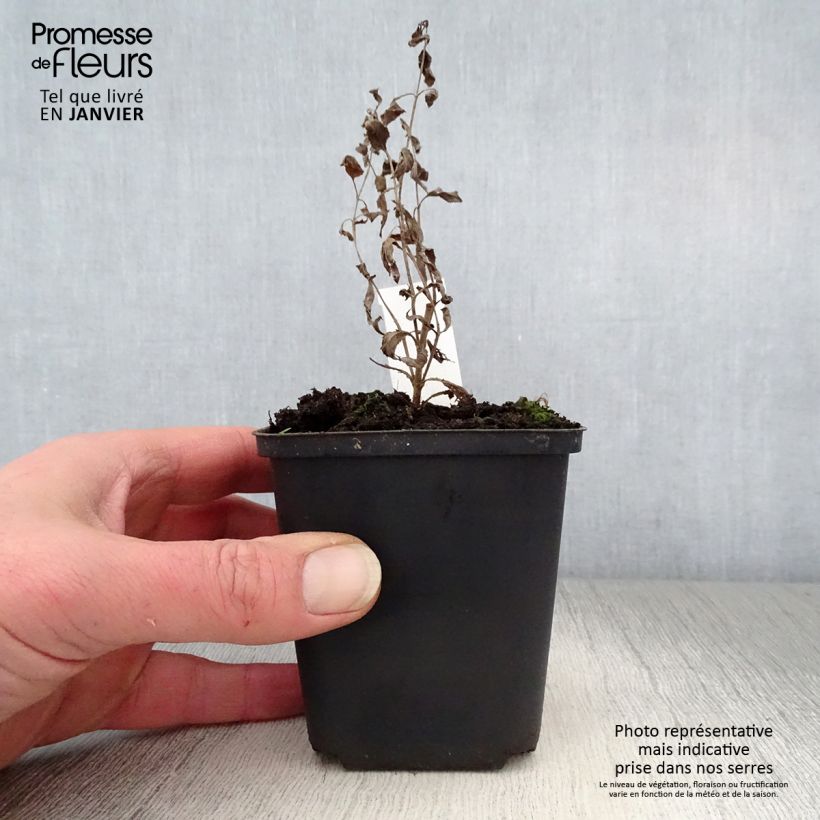 Veronica longifolia Blauriesin Maceta de 8/9 cm Ejemplar entregado en invierno