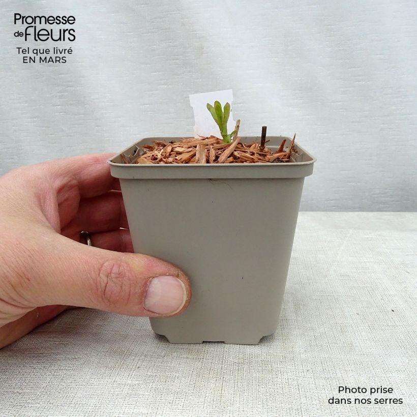 Veronica longifolia Candied Candle Maceta de 8/9 cm Ejemplar entregado en la primavera