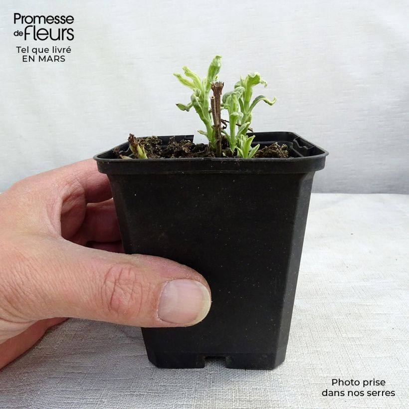 Veronica longifolia Charlotte Maceta de 8/9 cm Ejemplar entregado en la primavera