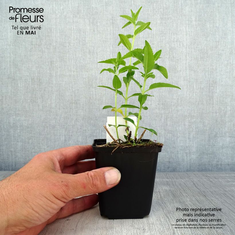 Veronica longifolia First Lady Maceta de 8/9 cm Ejemplar entregado en la primavera