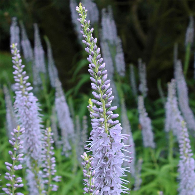 Veronica longifolia Lila Karina (Floración)