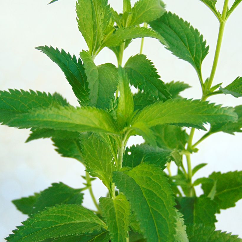 Veronica longifolia Lila Karina (Follaje)