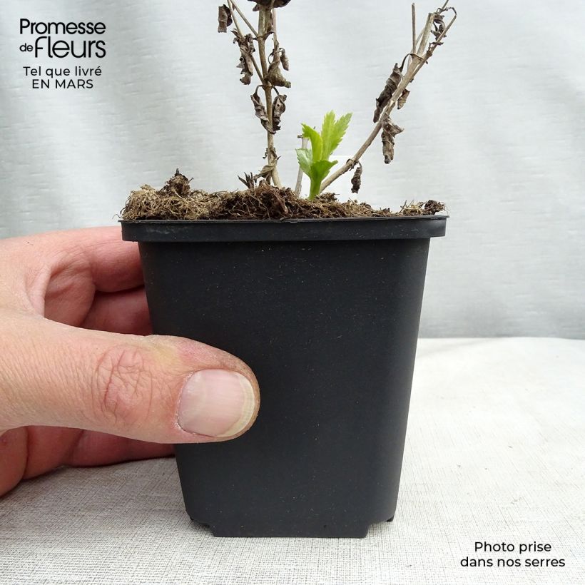 Veronica longifolia Lila Karina Maceta de 8/9 cm Ejemplar entregado en la primavera