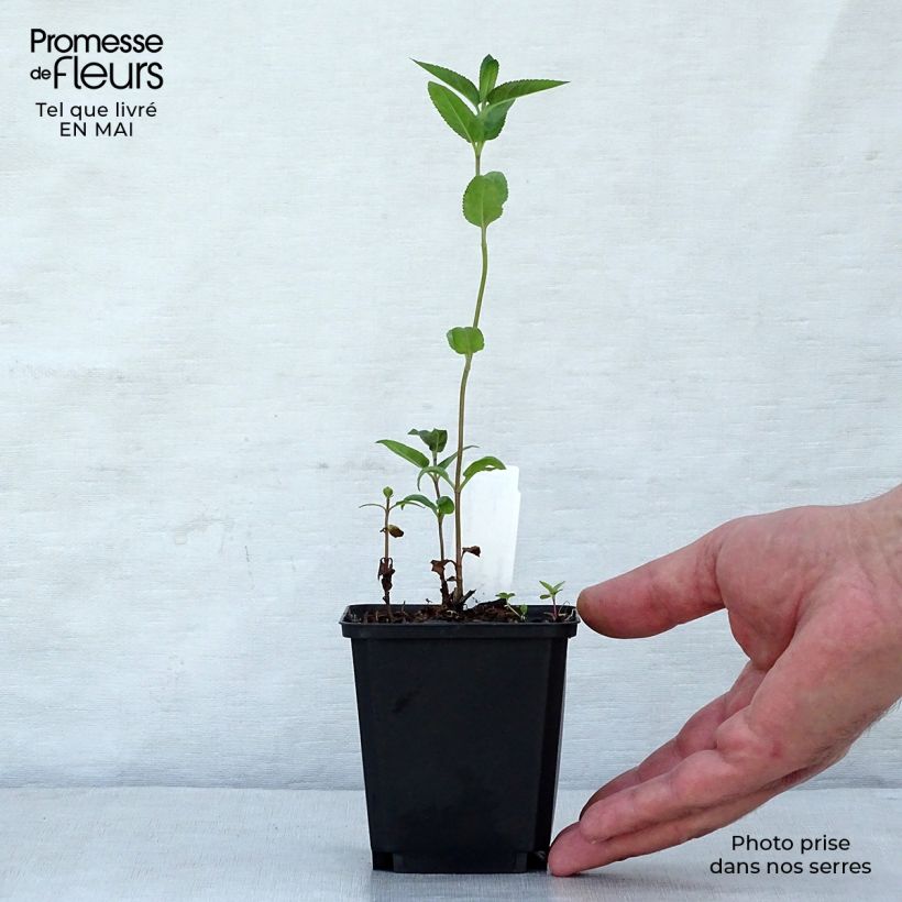 Veronica longifolia Marietta Maceta de 8/9 cm Ejemplar entregado en la primavera