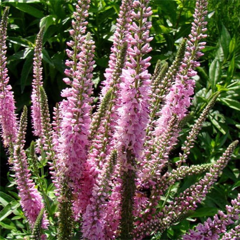 Veronica longifolia Pink Damask (Floración)