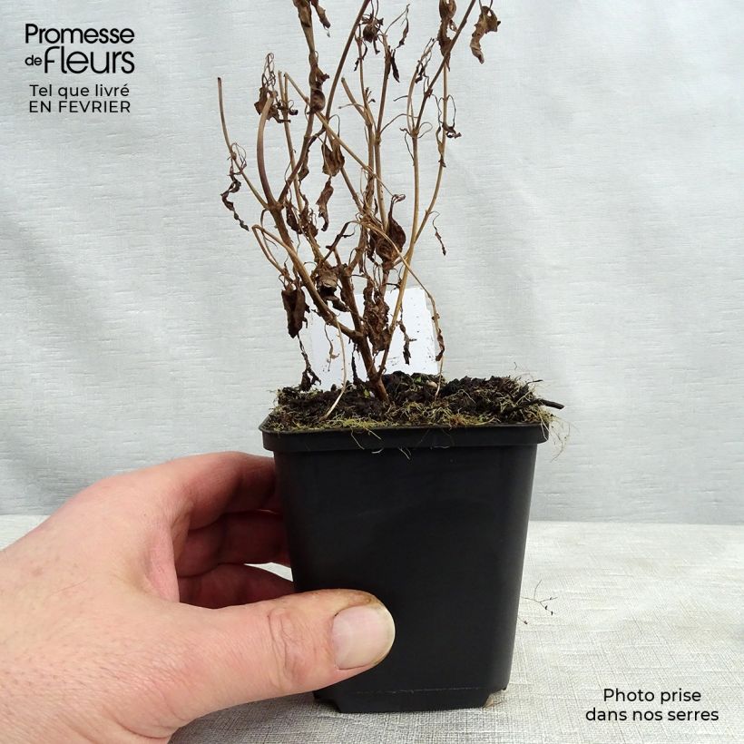 Veronica longifolia Schneeriesin Maceta de 8/9 cm Ejemplar entregado en invierno