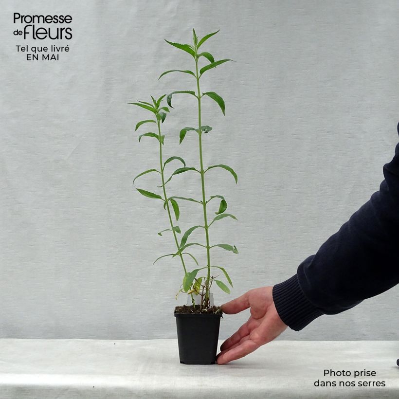 Veronica longifolia Schneeriesin Maceta de 8/9 cm Ejemplar entregado en la primavera