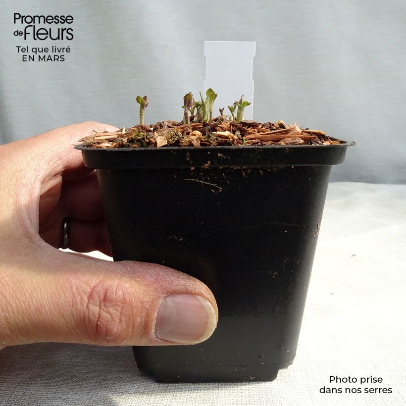 Veronica longifolia - Verónica de hojas largas Maceta de 8/9 cm Ejemplar entregado en la primavera