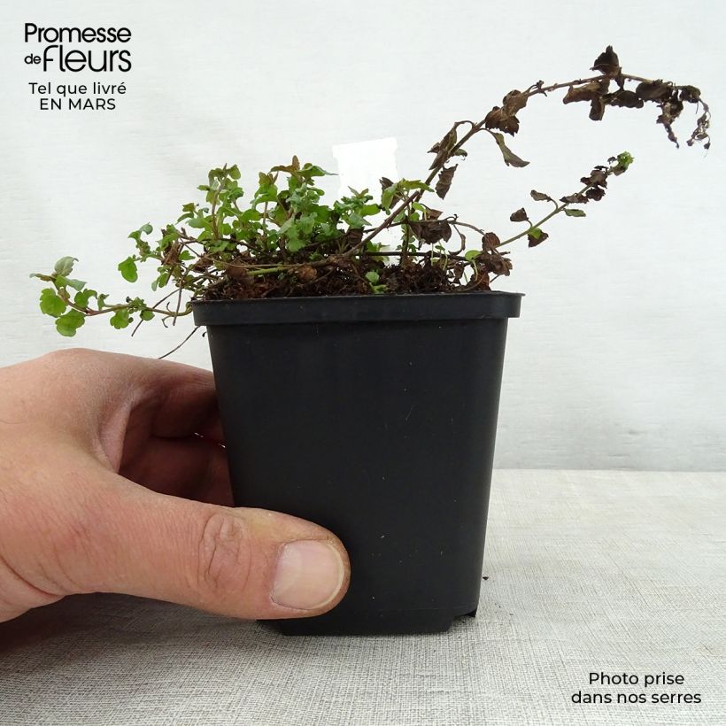 Veronica petraea Madame Mercier Maceta de 8/9 cm Ejemplar entregado en la primavera