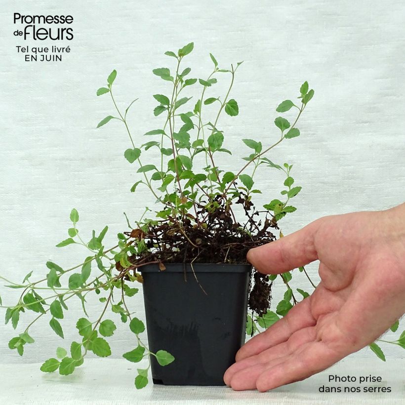Ejemplar de Veronica petraea Madame Mercier Maceta de 8/9 cm entregado en verano