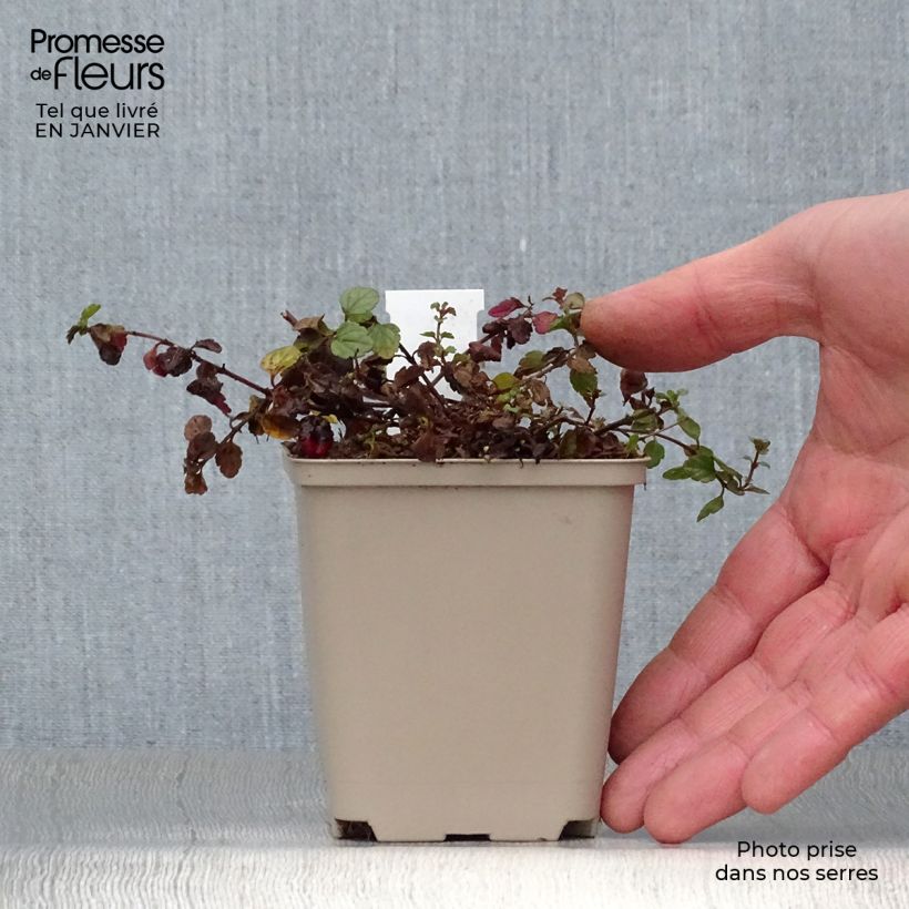 Veronica petraea Madame Mercier Maceta de 8/9 cm Ejemplar entregado en invierno