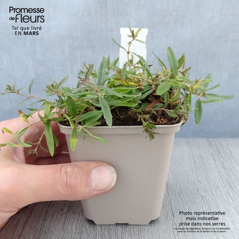 Veronica prostrata Alba - Verónica postrada Maceta de 8/9 cm Ejemplar entregado en la primavera