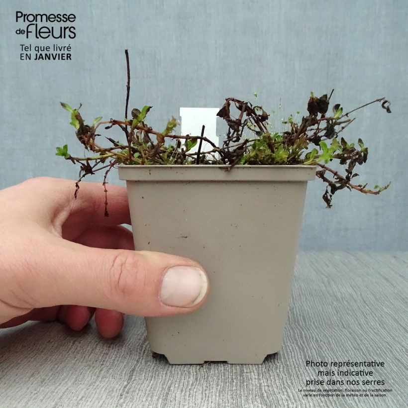 Veronica prostrata Mrs Holt - Verónica postrada Maceta de 8/9 cm Ejemplar entregado en invierno