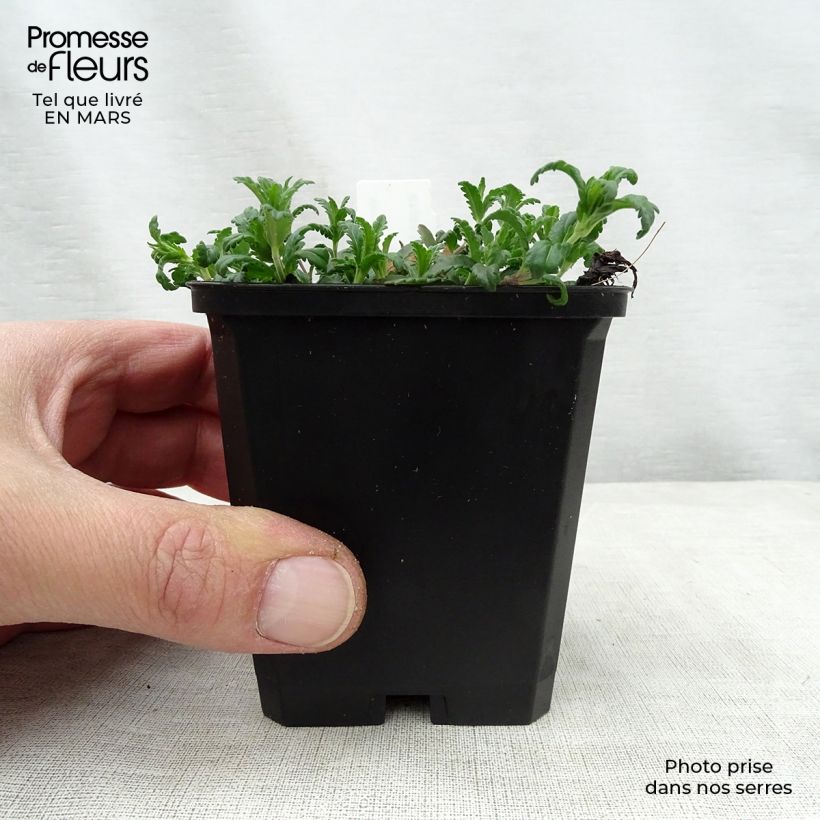 Veronica prostrata - Verónica postrada Maceta de 8/9 cm Ejemplar entregado en la primavera