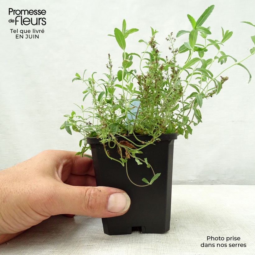 Ejemplar de Veronica prostrata - Verónica postrada Maceta de 8/9 cm entregado en verano