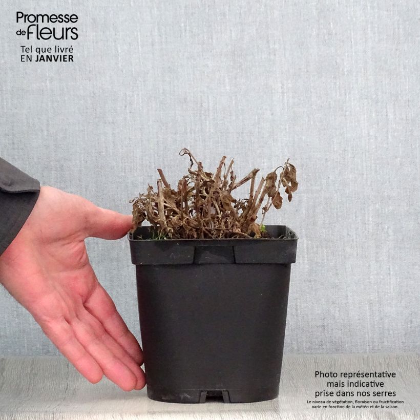 Veronica spicata Alba - Verónica espigada Maceta 2L/3L Ejemplar entregado en invierno