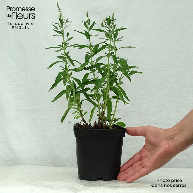 Ejemplar de Veronica spicata Alba - Verónica espigada Maceta 2L/3L entregado en verano