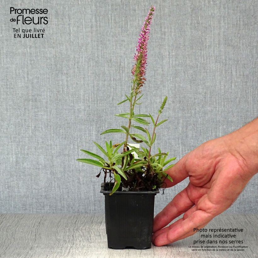 Ejemplar de Veronica spicata Barcarolle - Verónica espigada Maceta de 8/9 cm entregado en verano