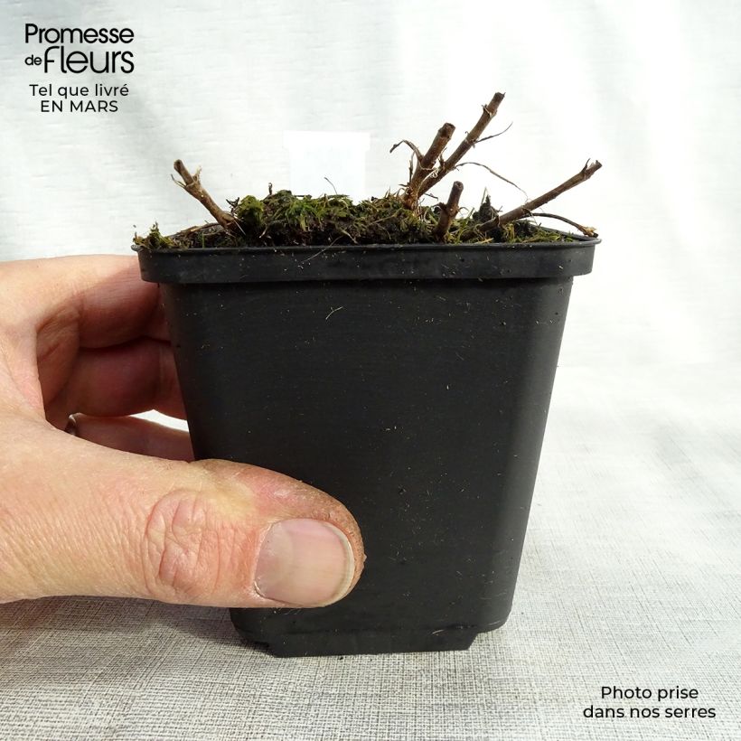 Veronica spicata Barcarolle - Verónica espigada Maceta de 8/9 cm Ejemplar entregado en la primavera