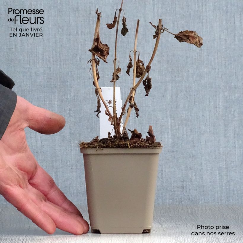 Veronica First Love Maceta de 8/9 cm Ejemplar entregado en invierno