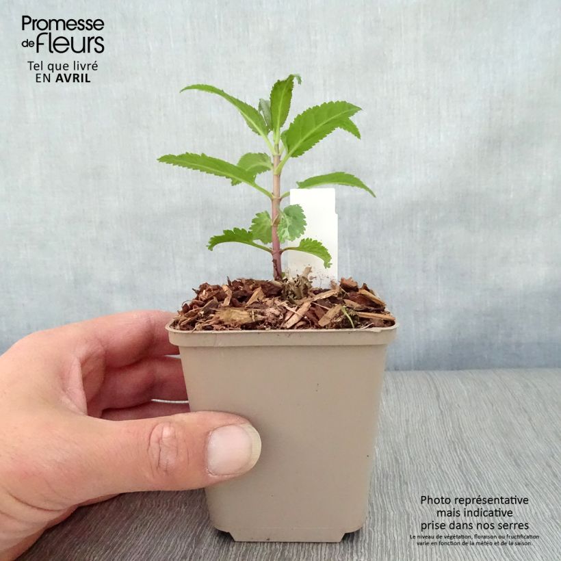 Veronica First Love Maceta de 8/9 cm Ejemplar entregado en la primavera