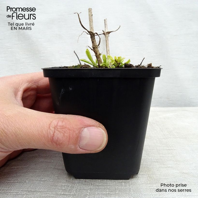 Veronica spicata Icicle - Verónica espigada Maceta de 8/9 cm Ejemplar entregado en invierno