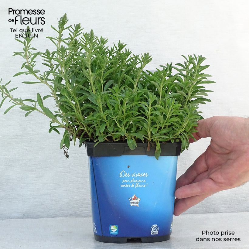 Ejemplar de Veronica spicata Nana Blue - Verónica espigada Maceta 2L/3L entregado en verano